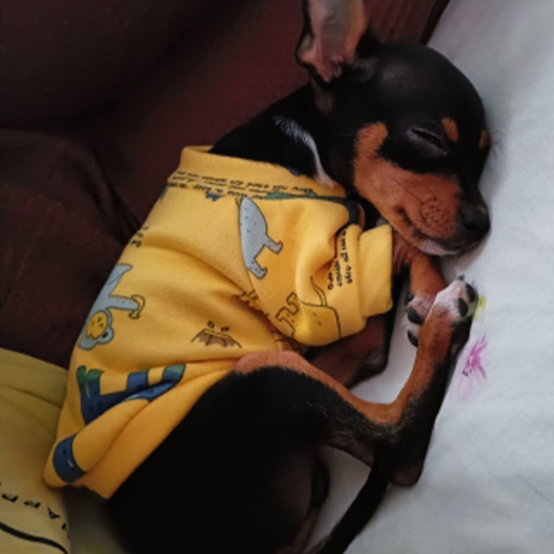 Xs roupas para cães pequenos,  - Winter Clothing For Toddlers avaliação e preço
